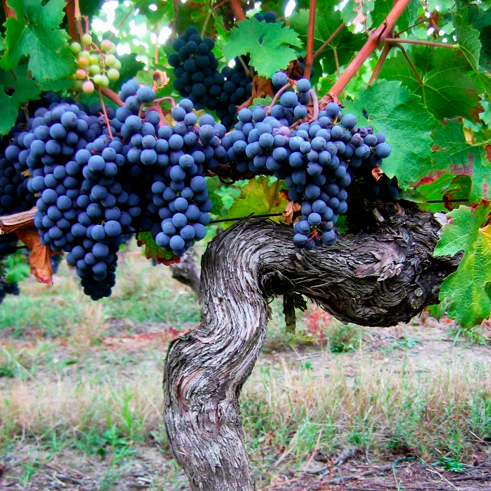 Domaine Nicolas Paget vignes